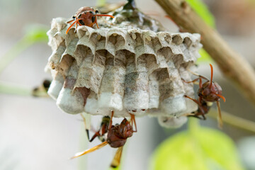 Close up wasps in a nest on branch