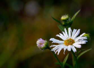Einjähriges Berufskraut (Erigeron Annuus)