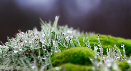 Cladonia Subulata