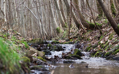 Bachlauf