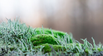 Cladonia Subulata