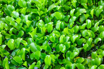 Victoria regia water lily leaves on lake, close up