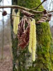 male flower catkin of hazelnut blooms end of january