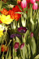 Spring exhibition of beautiful tulips of different colors. Anemone flower (vetrennitsa) among colorful tulips, in the greenhouse at the flower show.