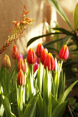 A tulip "big chief" with fresh green leaves in soft lighting on a blue background with space for your text. Dutch tulips bloom in the greenhouse in spring.