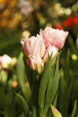 Petals and buds of pink tulip flowers in the garden in selective focus. Tulip "dreams". Spring flowers for a flower shop banner or a flower poster at the tulip festival.