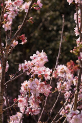 Cherry blossoms in Carmo Park