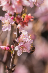 Cherry blossoms in Carmo Park