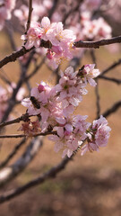 Cherry blossoms in Carmo Park