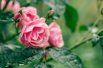 Close-up image of flower Leonardo da Vinci Floribunda rose densely terry branch with water drops on...