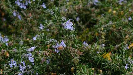 Fototapeta premium bee on a flower