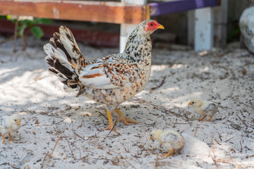 Hen with chickens
