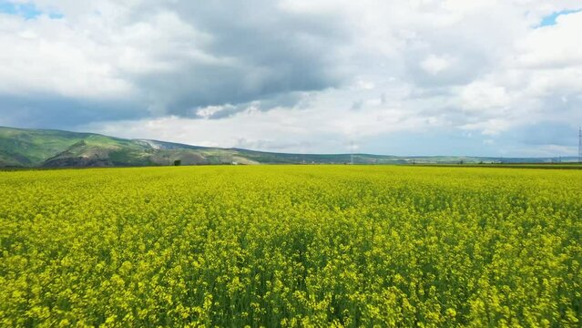 Drone view of blooming rapeseed.