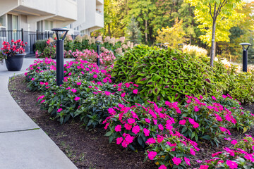 Beautiful plants and flowers in front of residential house in Ottawa, Canada in summer . Landscape near apartment building.