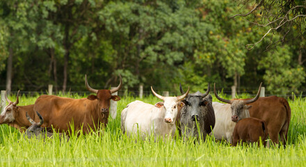 cows grazing in a meadow