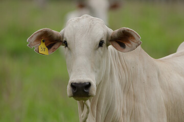 portrait of a cow