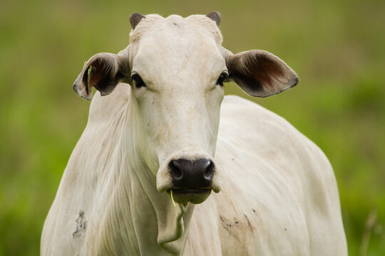Nelore white cow in a meadow