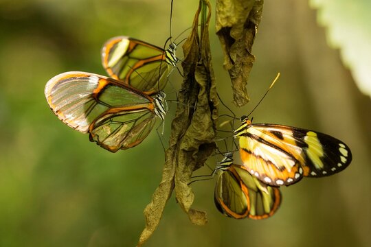 Borboleta de asa de vidro da esp&eacute;cie de borboleta de p&eacute;s escovados tamb&eacute;m conhecida como Greta oto.