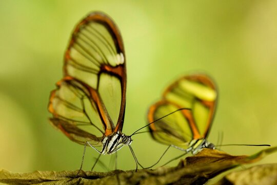 Borboleta de asa de vidro da esp&eacute;cie de borboleta de p&eacute;s escovados tamb&eacute;m conhecida como Greta oto.