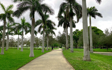 Cloudy day in the park with palm trees.