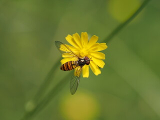 Schwebfliege auf einer gelben Blüte