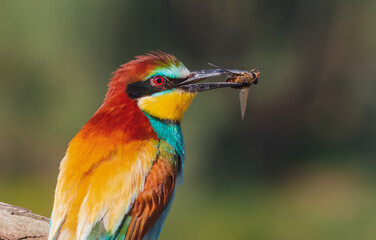 bee-eater with a huge gadfly in its beak