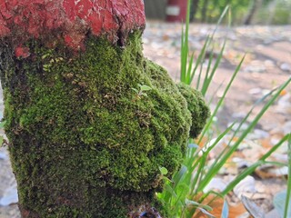 moss on the tree