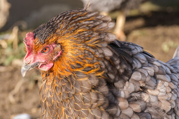 Schönes Huhn mit feuerroter Färbung und grauen Federn mit raubtierähnlicher Ausstrahlung.