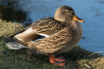 Female duck in the sun
