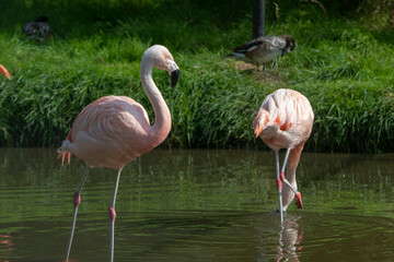 Two flamigo,s  standing in the water 