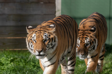 Two dangerous walking tigers in the zoo