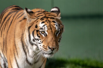 Portrait of a big tiger