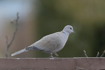 Eurasian collared dove Streptopelia decaocto in close view