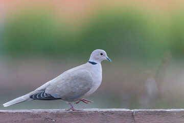 Obraz premium Eurasian collared dove Streptopelia decaocto in close view