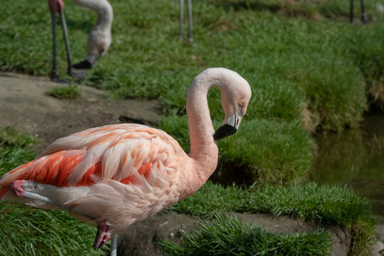 Single pink flamingo  in a zoopark