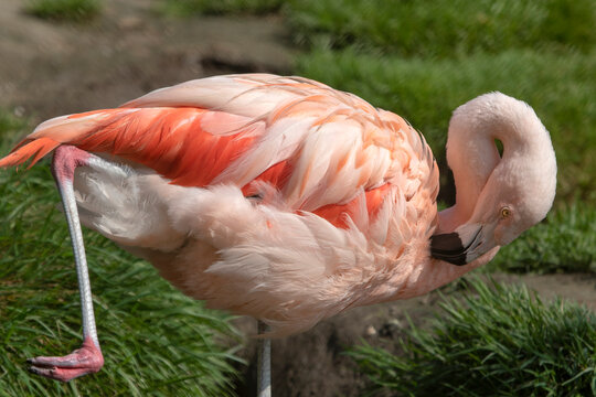 Closeup photo of an single flamingo in the zoo