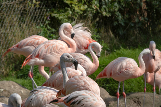 Group of pink flamingos in a zoo