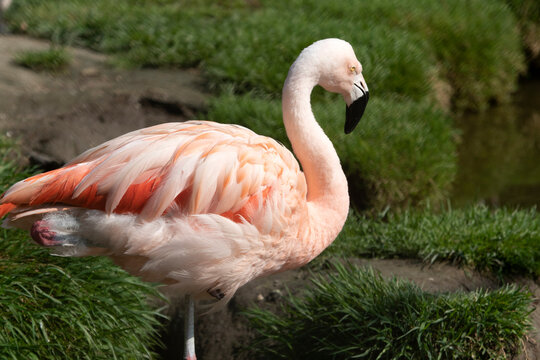 Single pink flamingo  in a zoopark,