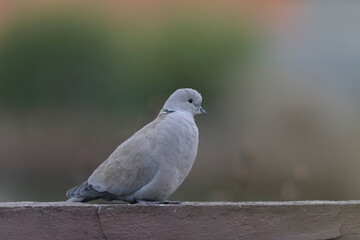 Eurasian collared dove Streptopelia decaocto in close view