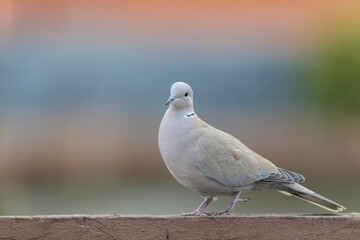 Eurasian collared dove Streptopelia decaocto in close view