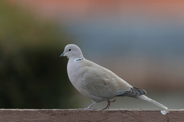 Eurasian collared dove Streptopelia decaocto in close view