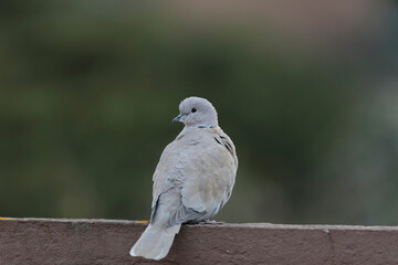 Eurasian collared dove Streptopelia decaocto in close view