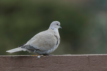 Eurasian collared dove Streptopelia decaocto in close view