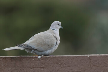 Eurasian collared dove Streptopelia decaocto in close view