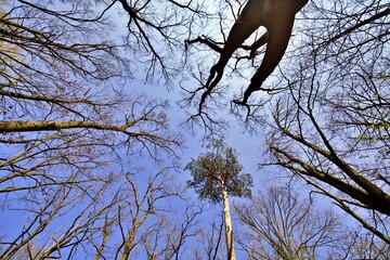 Blick von unten zum Baumwipfel