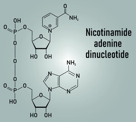 Nicotinamide adenine dinucleotide or NAD+ coenzyme molecule. Important coenzyme in many redox reactions. Skeletal formula.