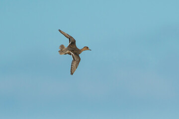 Eurasian Wgeon (Mareca penelope) female in flight against a blue sky