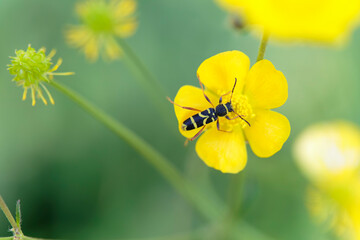 Longhorned beetle Clytus arietis sitting on a yellow flower in spring