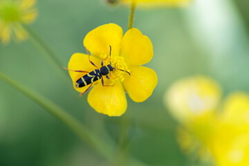 Longhorned beetle Clytus arietis sitting on a yellow flower in spring