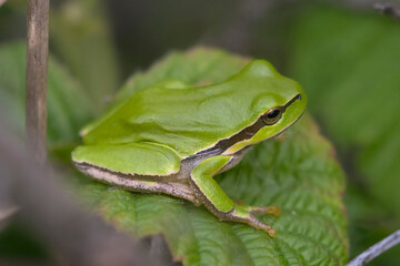European Tree Frog (Hyla arborea) resting on leaf